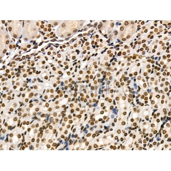 Phospho-AIRE (Ser156) Antibody - AF3841 at 1/100 staining Mouse kidney tissue by IHC-P.