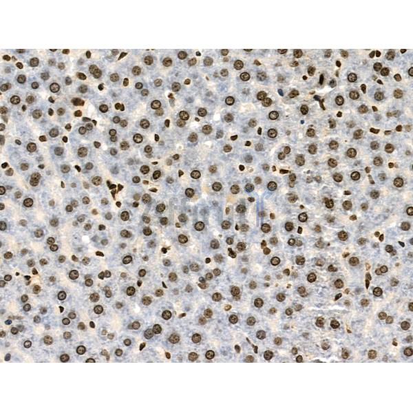 Phospho-AIRE (Ser156) Antibody - AF3841 at 1/100 staining Rat liver tissue by IHC-P.