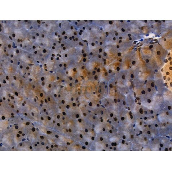 Phospho-AIRE (Ser156) Antibody - AF3841 at 1/100 staining Mouse pancreatic tissue by IHC-P.