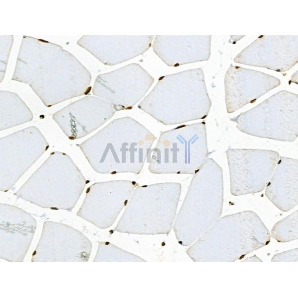 Phospho-MKK4 (Ser257/Thr261) Antibody - AF3862 at 1/100 staining Mouse muscle tissue by IHC-P.