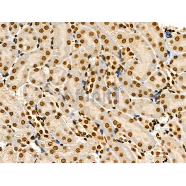 Phospho-MCM2 (Ser108) Antibody - AF3877 at 1/100 staining Mouse kidney tissue by IHC-P.