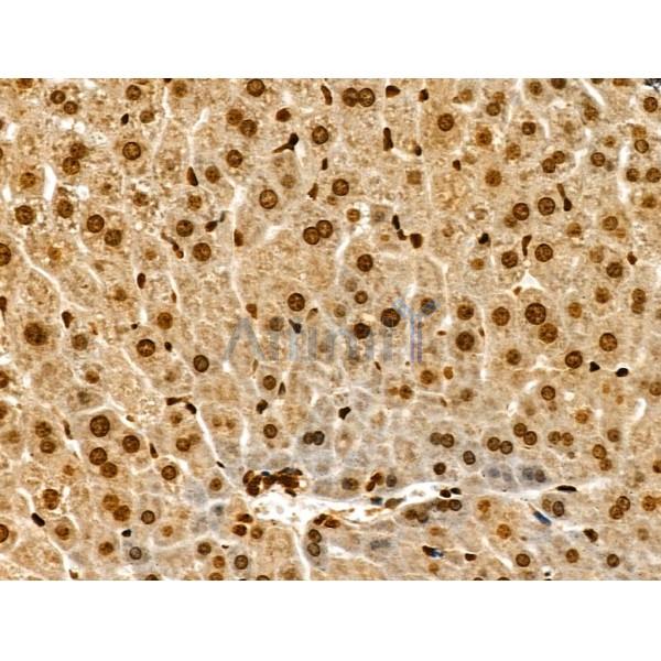 Phospho-MCM2 (Ser108) Antibody - AF3877 at 1/100 staining Mouse liver tissue by IHC-P.
