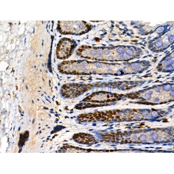 Phospho-MCM2 (Ser41) Antibody - AF3880 at 1/100 staining Rat stomach tissue by IHC-P.