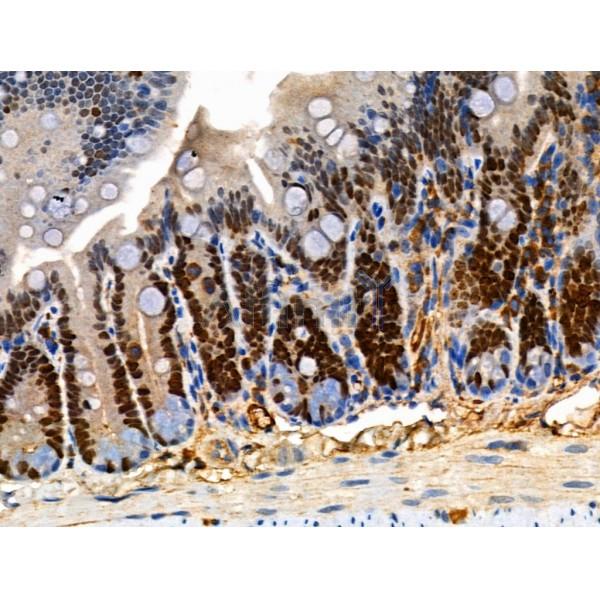 Phospho-MCM2 (Ser41) Antibody - AF3880 at 1/100 staining Mouse colorectal tissue by IHC-P.