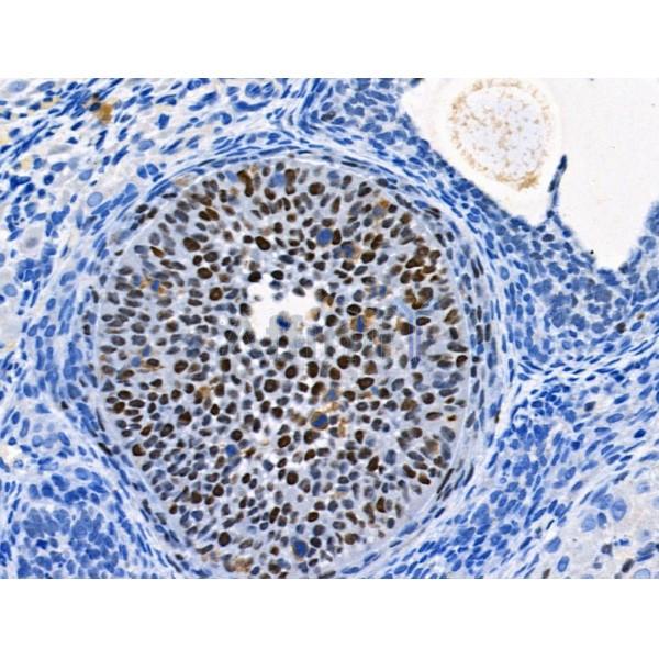 Phospho-MCM2 (Ser41) Antibody - AF3880 at 1/100 staining Rat ovarian tissue by IHC-P.