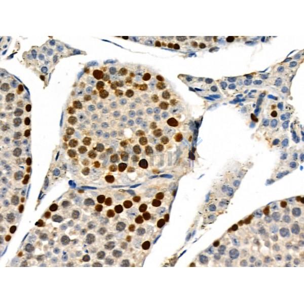 Phospho-MCM2 (Ser41) Antibody - AF3880 at 1/100 staining Mouse testis tissue by IHC-P.