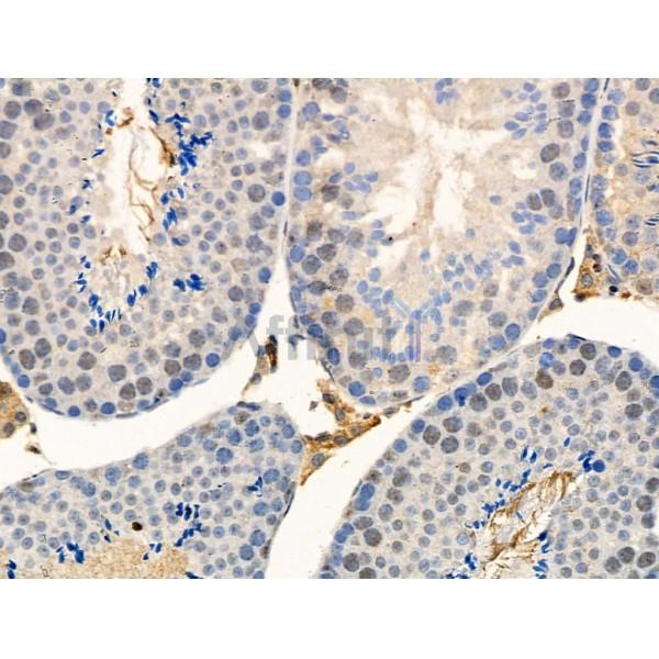 Phospho-Ubiquitin (Ser65) Antibody - AF3888 at 1/100 staining Mouse testis tissue by IHC-P.