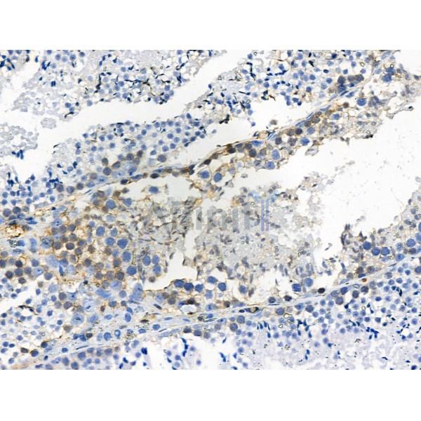 Phospho-LAT (Tyr191)[Tyr220] Antibody - AF4380 at 1/100 staining Mouse testis tissue by IHC-P.