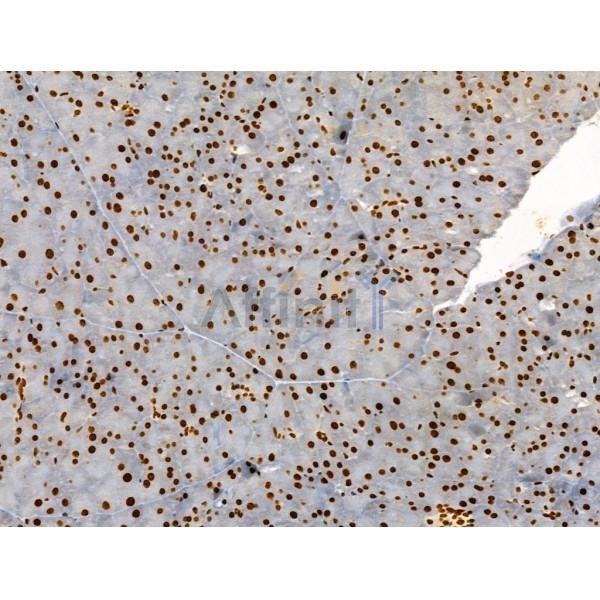 Phospho-ENSA (Ser67) Antibody - AF4381 at 1/100 staining Mouse pancreatic tissue by IHC-P.
