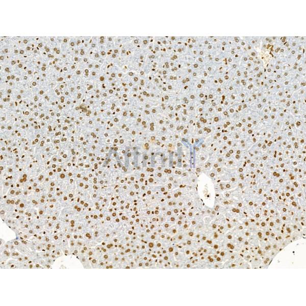 Phospho-ENSA (Ser67) Antibody - AF4381 at 1/100 staining Mouse liver tissue by IHC-P.