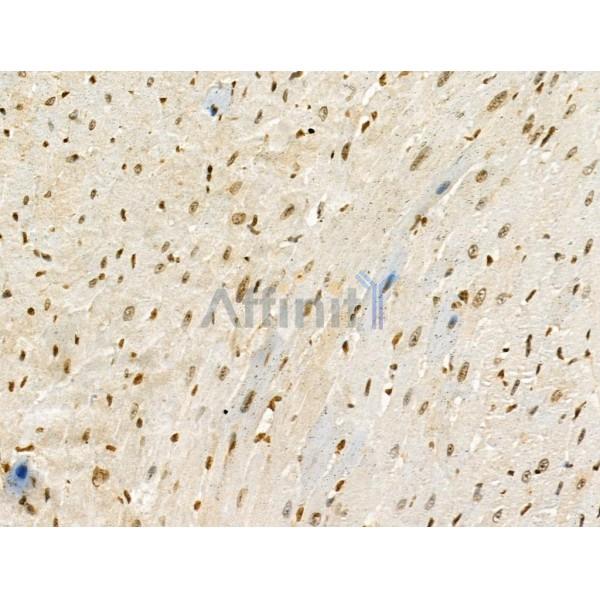 Phospho-ENSA (Ser67) Antibody - AF4381 at 1/100 staining Mouse heart tissue by IHC-P.