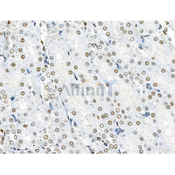 Phospho-SRF (Ser103) Antibody - AF4403 at 1/100 staining Rat kidney tissue by IHC-P.