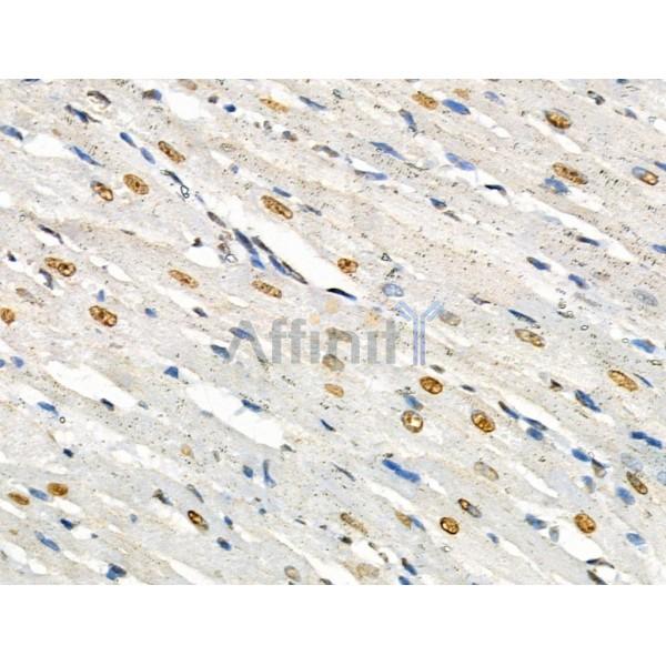 Phospho-SRF (Ser103) Antibody - AF4403 at 1/100 staining Rat heart tissue by IHC-P.