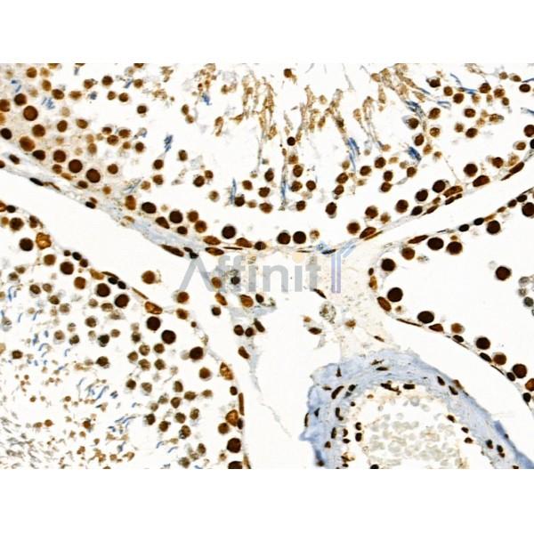 Phospho-SRF (Ser103) Antibody - AF4403 at 1/100 staining Rat testis tissue by IHC-P.
