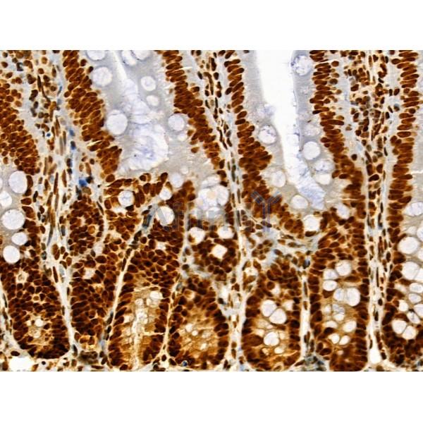 Phospho-SRF (Ser103) Antibody - AF4403 at 1/100 staining Rat colorectal tissue by IHC-P.