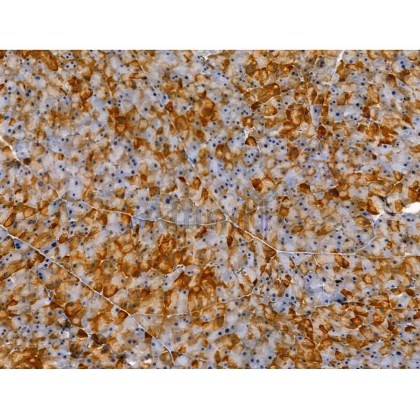 Phospho-NUR77 (Ser351) Antibody - AF4412 at 1/100 staining Mouse pancreatic tissue by IHC-P.