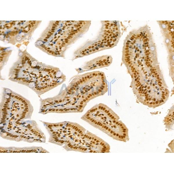 Phospho-Cyclin E1 (Ser73) Antibody - AF4413 at 1/100 staining Mouse colorectal tissue by IHC-P.