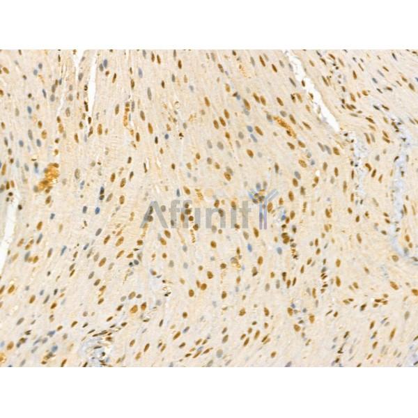 Phospho-Cyclin E1 (Ser73) Antibody - AF4413 at 1/100 staining Rat stomach tissue by IHC-P.