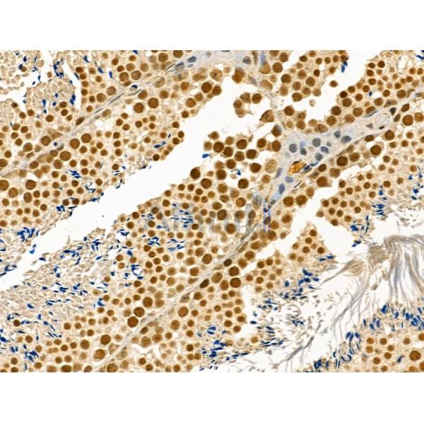 Phospho-Cyclin E1 (Ser73) Antibody - AF4413 at 1/100 staining Mouse testis tissue by IHC-P.