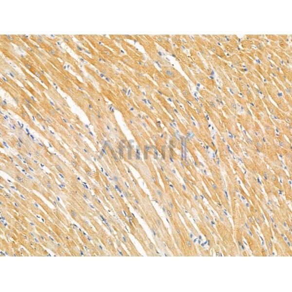 Phospho-Ras-GRF1 (Ser927) Antibody - AF4414 at 1/100 staining Rat heart tissue by IHC-P.