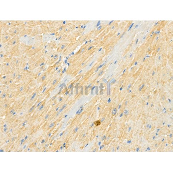 Phospho-Ras-GRF1 (Ser927) Antibody - AF4414 at 1/100 staining Mouse heart tissue by IHC-P.