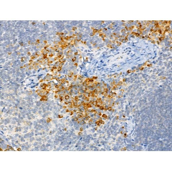 Phospho-TPOR (Tyr626) Antibody - AF4429 at 1/100 staining Mouse spleen tissue by IHC-P.
