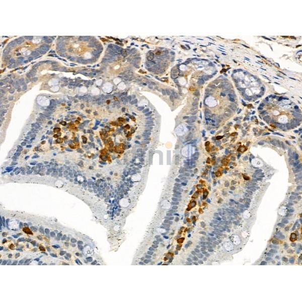 Phospho-TPOR (Tyr626) Antibody - AF4429 at 1/100 staining Mouse colorectal tissue by IHC-P.