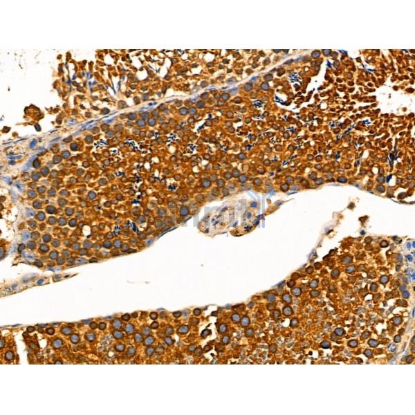 Phospho-Eg5 (Thr926) Antibody - AF4445 at 1/100 staining Mouse testis tissue by IHC-P.