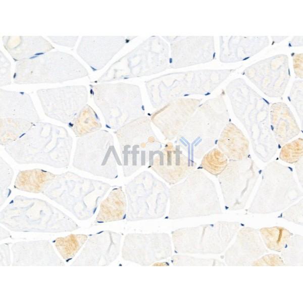 Phospho-Eg5 (Thr926) Antibody - AF4445 at 1/100 staining Mouse muscle tissue by IHC-P.