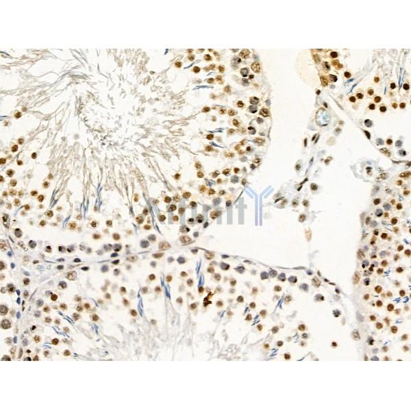 Phospho-PAR4 (Thr163) Antibody - AF4485 at 1/100 staining Rat testis tissue by IHC-P.