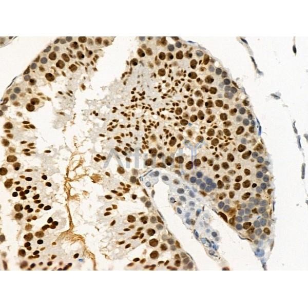 Phospho-PAR4 (Thr163) Antibody - AF4485 at 1/100 staining Mouse testis tissue by IHC-P.