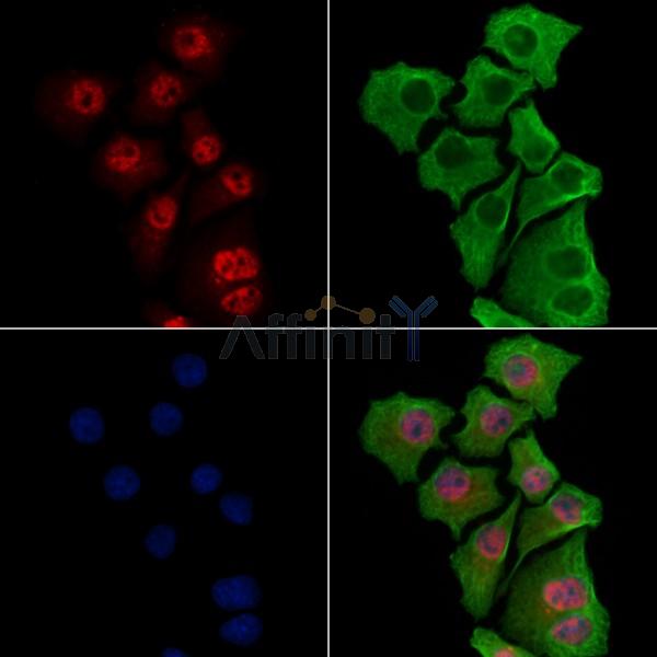 IRF7 Antibody - AF6561 staining Hela cells by IF/ICC.