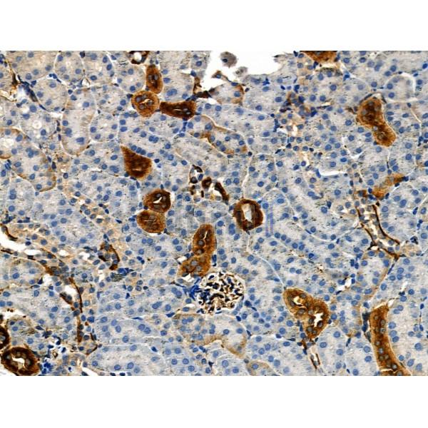 Phospho-NFAT2 (Ser294) Antibody - AF8012 at 1/100 staining Mouse kidney tissue by IHC-P.