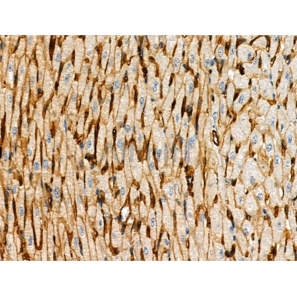 Phospho-NFAT2 (Ser294) Antibody - AF8012 at 1/100 staining Rat heart tissue by IHC-P.