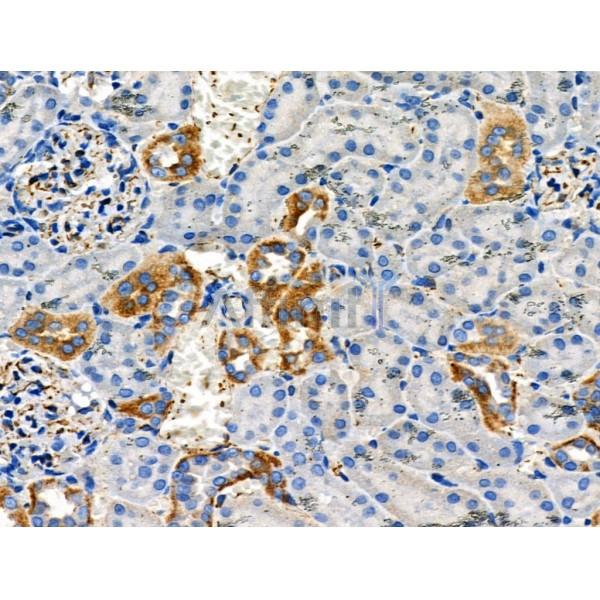 Phospho-NFAT2 (Ser294) Antibody - AF8012 at 1/100 staining Rat kidney tissue by IHC-P.