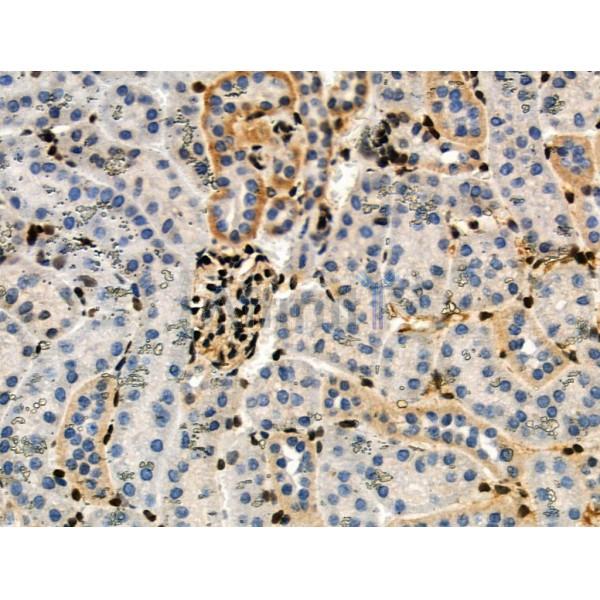 Phospho-RXR alpha (Ser260) Antibody - AF8214 at 1/100 staining Mouse kidney tissue by IHC-P.
