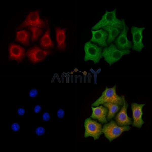 Kv4.3 Antibody - DF13239 staining Hela cells by IF/ICC.