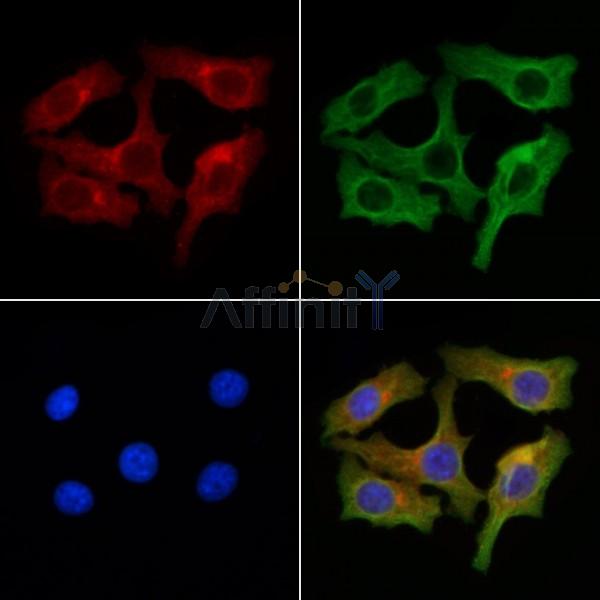 GODZ Antibody - DF13476 staining Hela cells by IF/ICC.