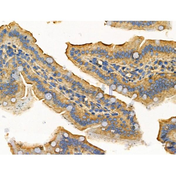 MARK3 Antibody - DF3135 at 1/100 staining Mouse colorectal tissue by IHC-P.