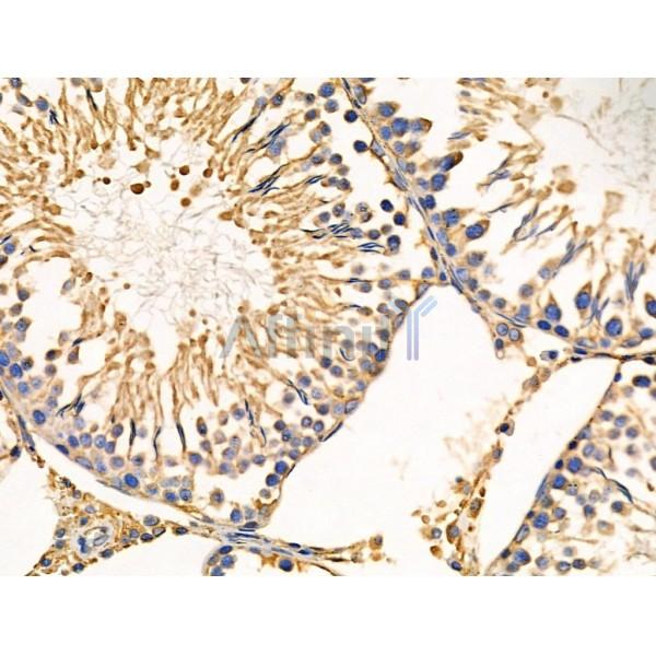 PPIF Antibody - DF3147 at 1/100 staining Rat testis tissue by IHC-P.