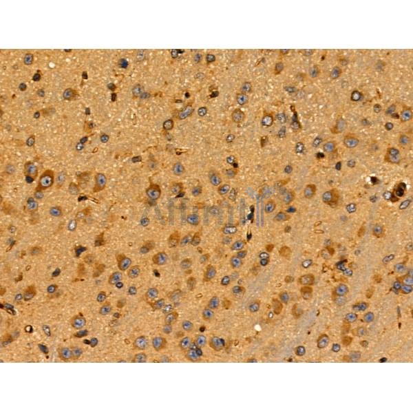 PPIF Antibody - DF3147 at 1/100 staining Mouse brain tissue by IHC-P.
