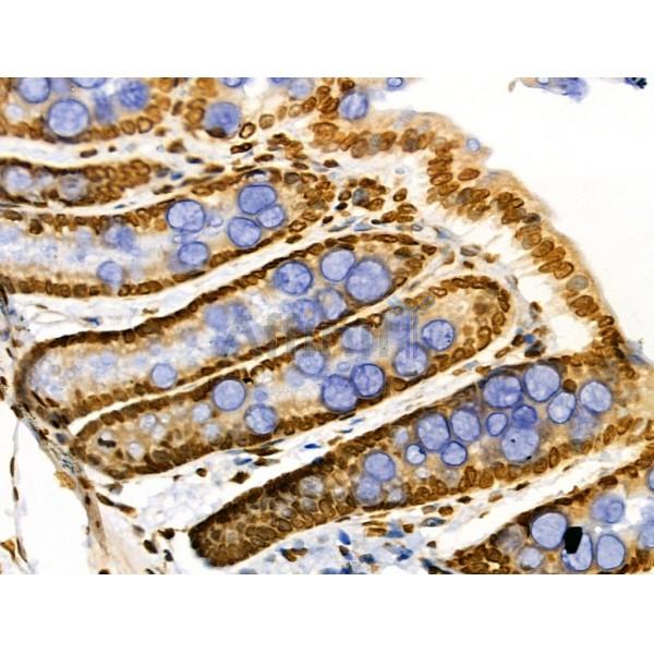 CDK8 Antibody - DF3186 at 1/100 staining Rat colorectal tissue by IHC-P.