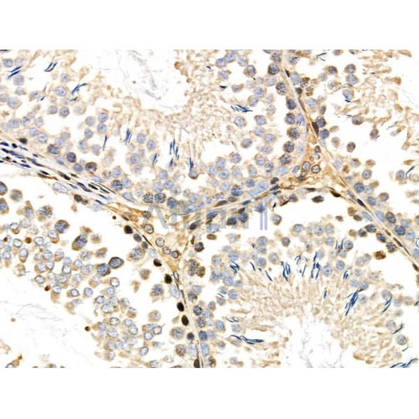 CDK8 Antibody - DF3186 at 1/100 staining Rat testis tissue by IHC-P.