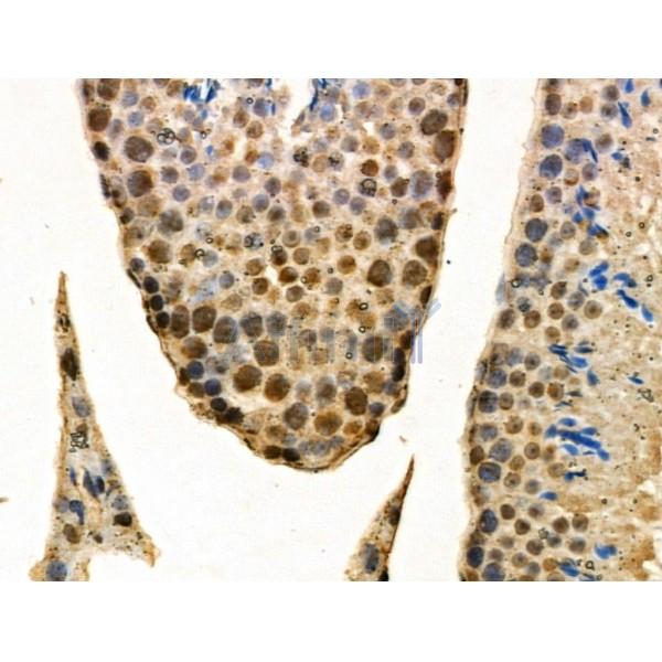 hnRNP F Antibody - DF3204 at 1/100 staining Mouse testis tissue by IHC-P.