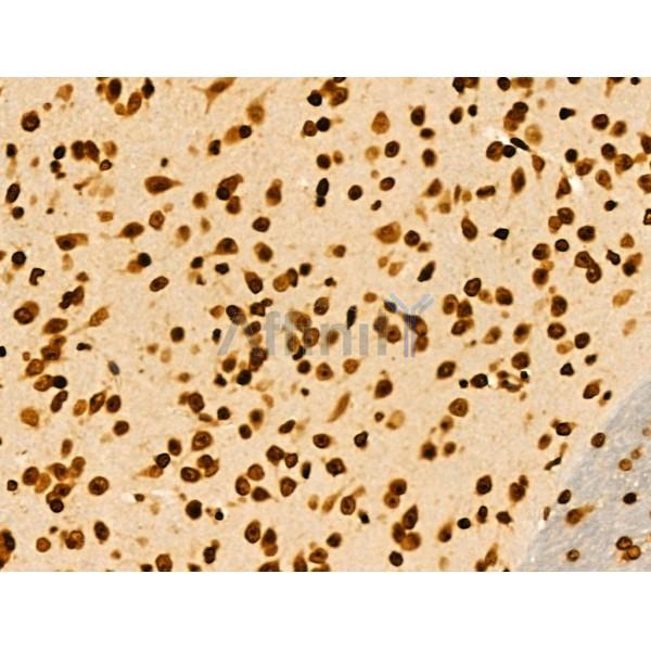 COPS2 Antibody - DF3222 at 1/100 staining Mouse brain tissue by IHC-P.