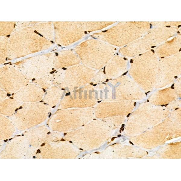 COPS2 Antibody - DF3222 at 1/100 staining Rat skin tissue by IHC-P.