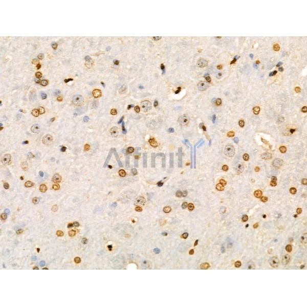 COPS2 Antibody - DF3222 at 1/100 staining Rat brain tissue by IHC-P.