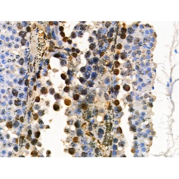 COPS2 Antibody - DF3222 at 1/100 staining Mouse testis tissue by IHC-P.