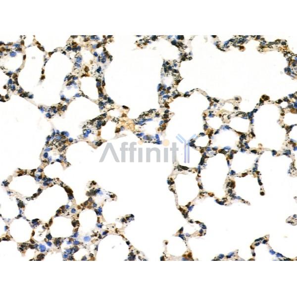 COPS2 Antibody - DF3222 at 1/100 staining Rat kidney tissue by IHC-P.