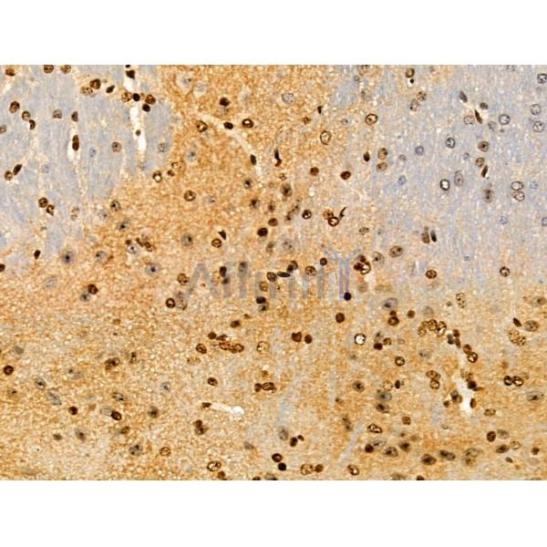 PPP1R14C Antibody - DF3361 at 1/100 staining Mouse brain tissue by IHC-P.